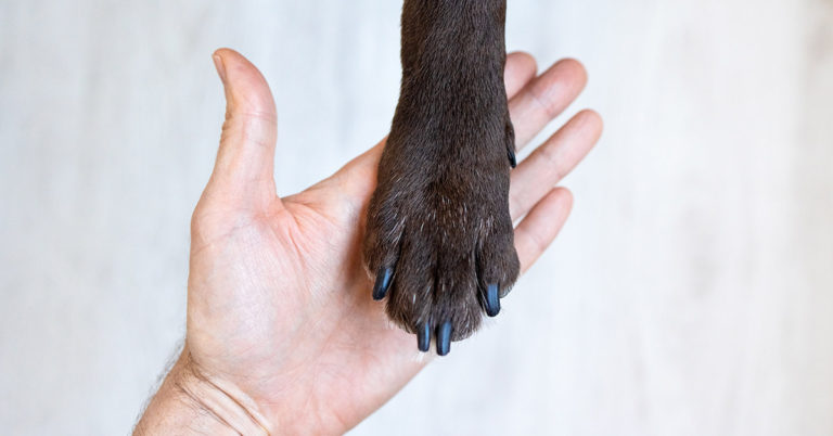 Disfigured Puppy Finds Forever Home and Becomes a Loving Therapy Dog - Featured image