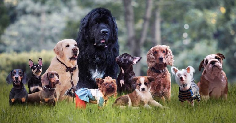 The Dog Crowned as the World’s Most Beautiful, According to Science - Featured image