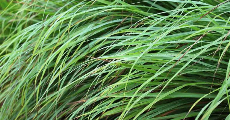 Create a Mosquito-Free Zone in Your Backyard with These 9 Plants - Featured image