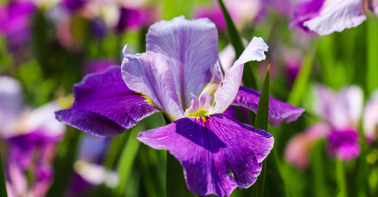 The Flower You Choose in This Quiz Unveils a Hidden Truth About Your Personality - Featured image