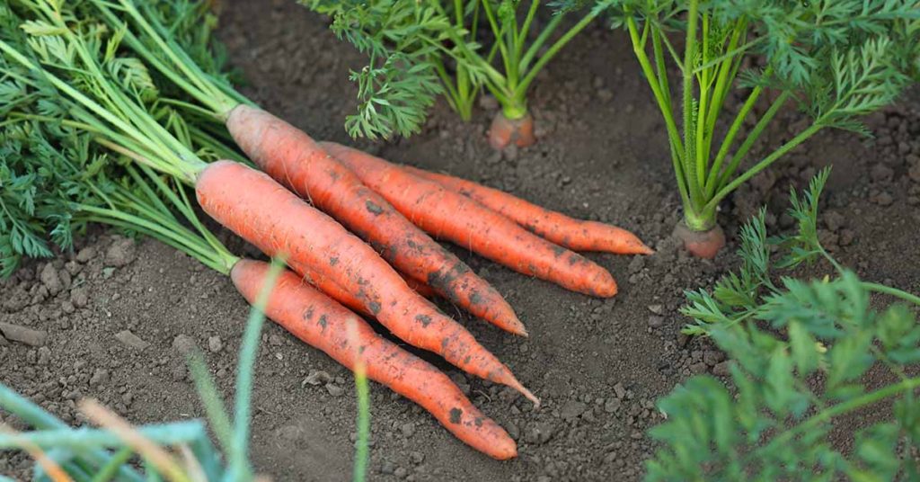 Why You Should Grow These Seven Vegetables from Seeds - Featured image