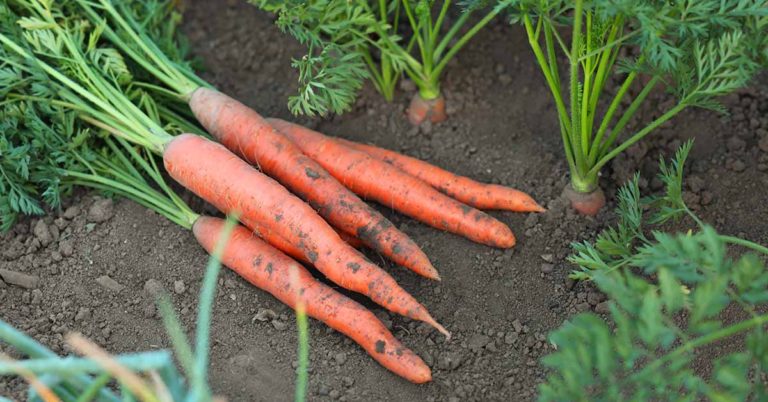 Why You Should Grow These Seven Vegetables from Seeds - Featured image