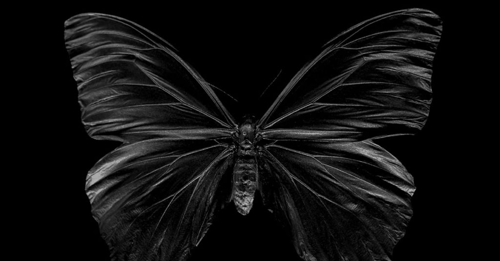 The Symbolic and Cultural Significance of Black Butterflies - Featured image