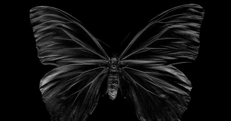 The Symbolic and Cultural Significance of Black Butterflies - Featured image