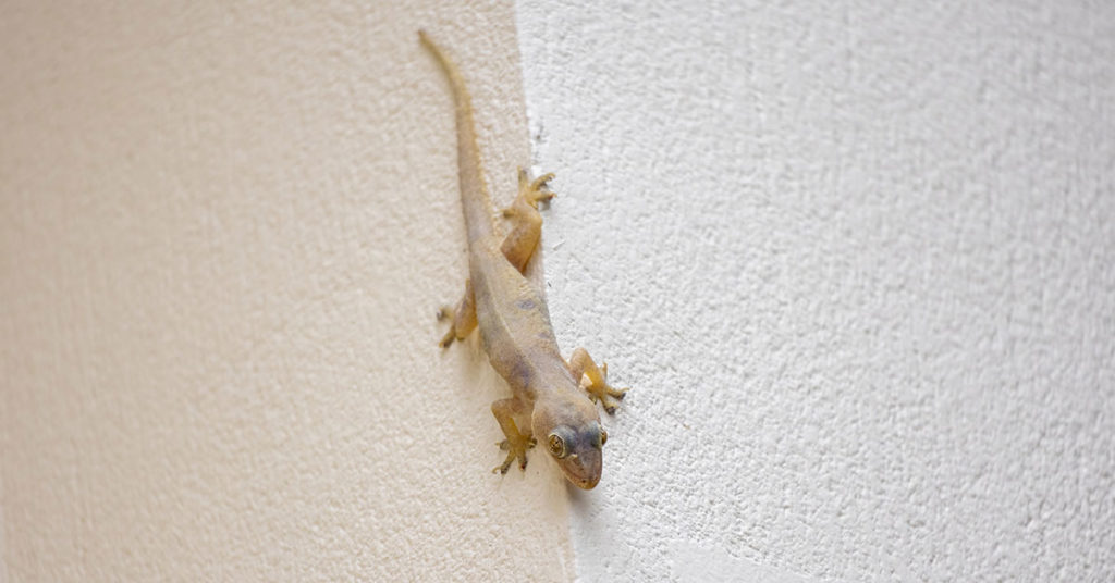 What Do Lizards in Your Home Symbolize? The Spiritual Meaning Explained - Featured image