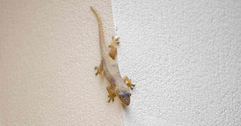 What Do Lizards in Your Home Symbolize? The Spiritual Meaning Explained - Featured image