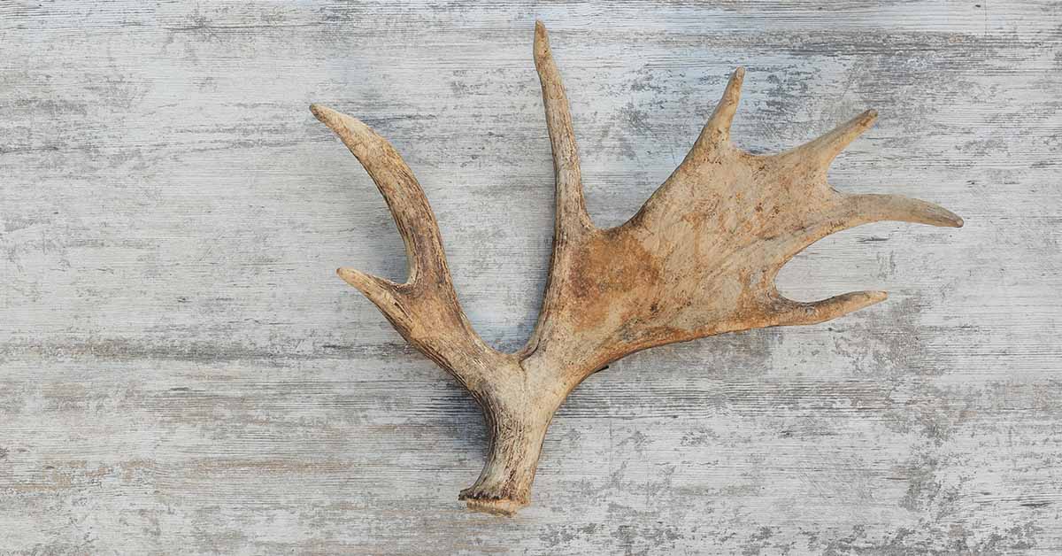 moose antler