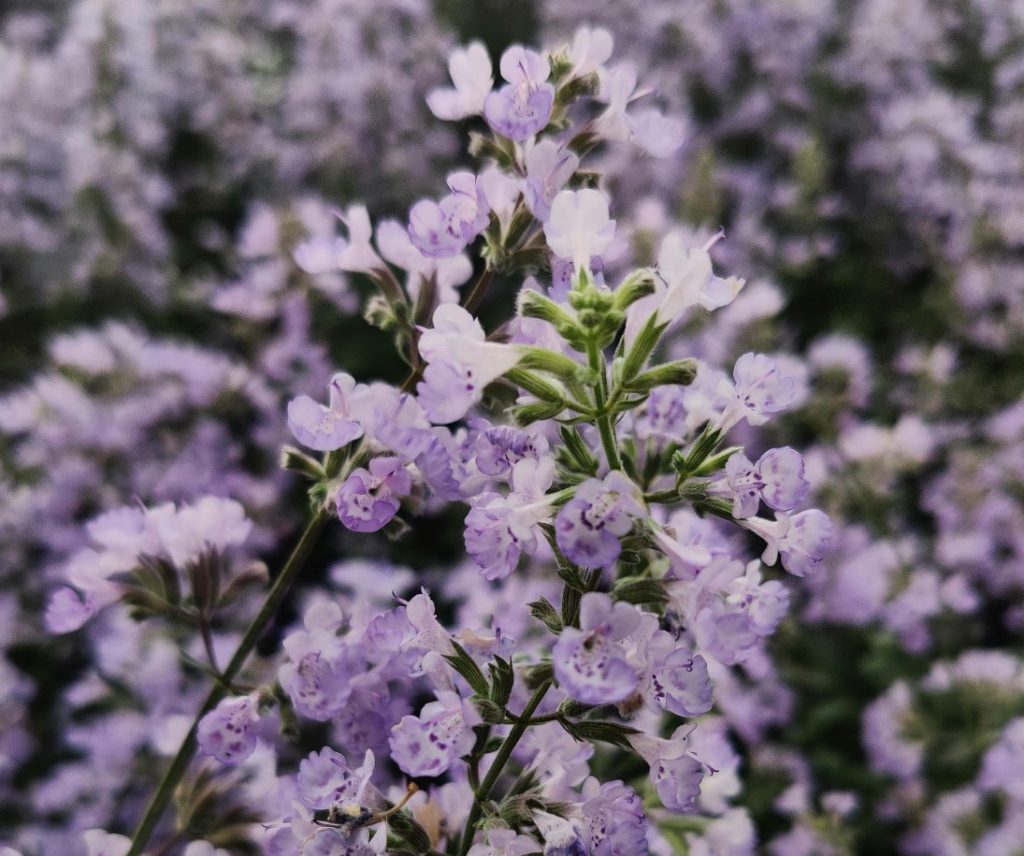 catnip, a powerful mosquito repellent plant