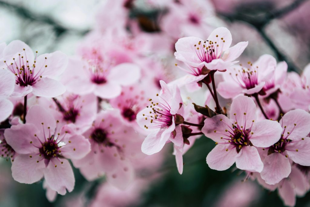 cherry blossom flowers