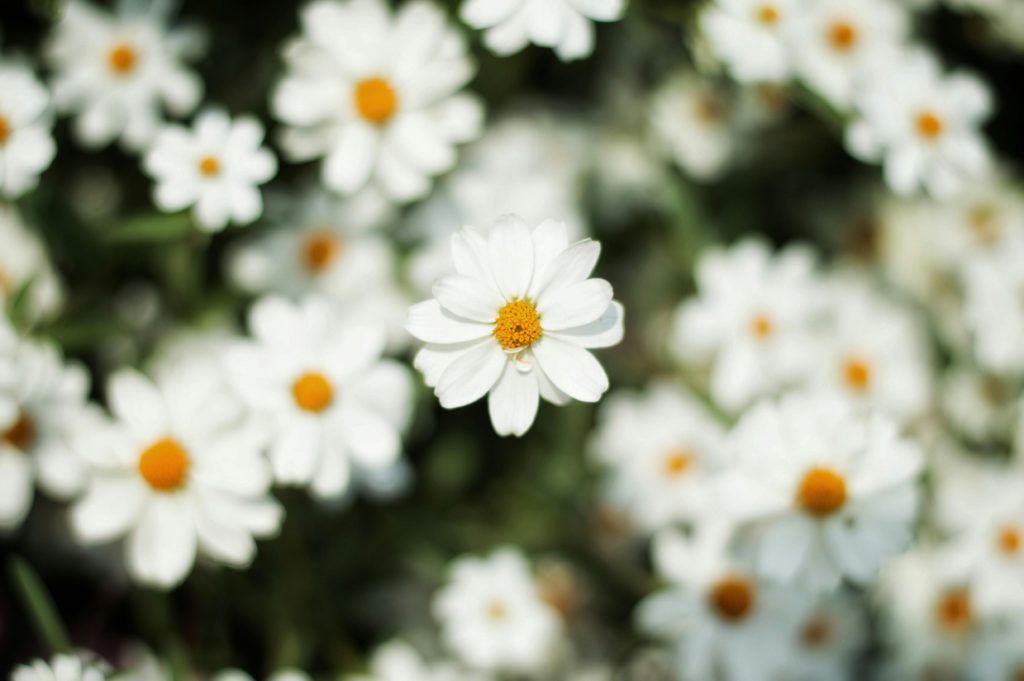 daisies