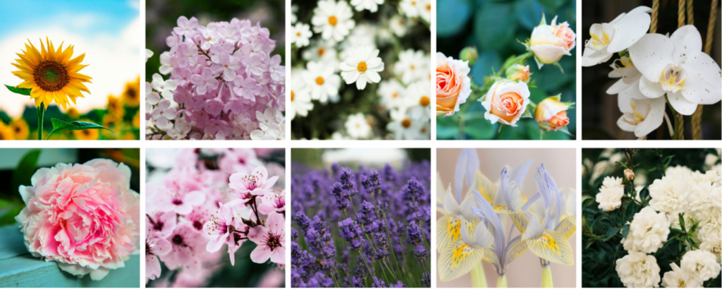 collection of flowers to choose from for personality quiz