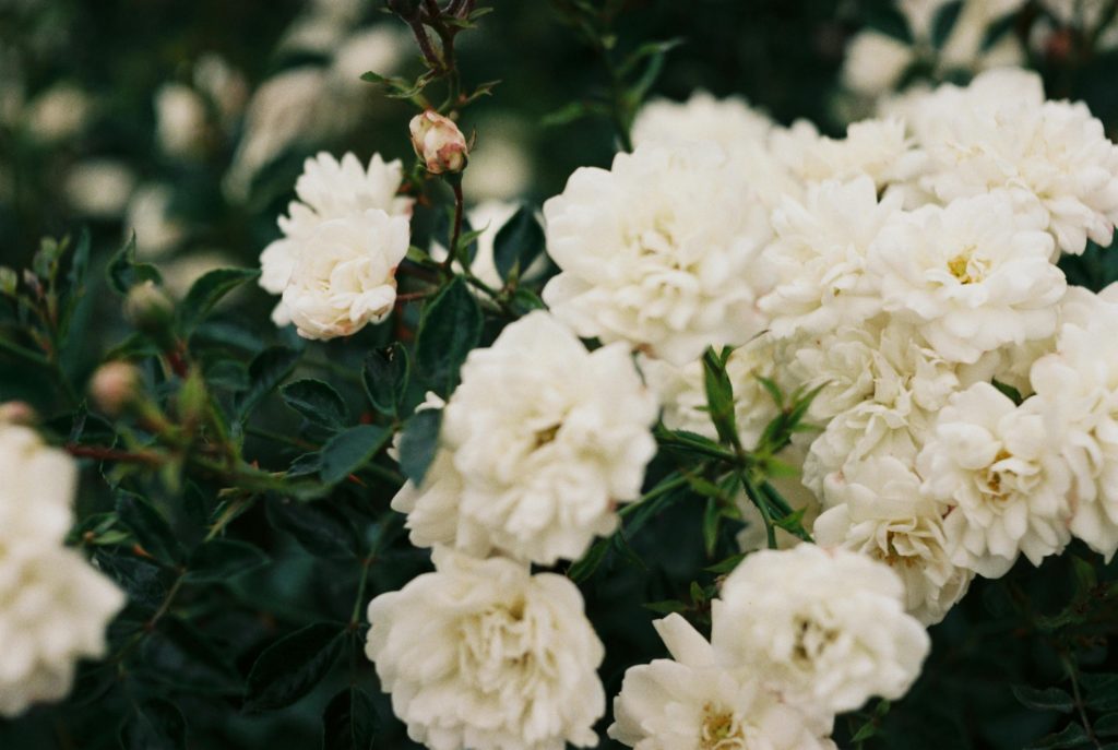gardenias in flower bed
