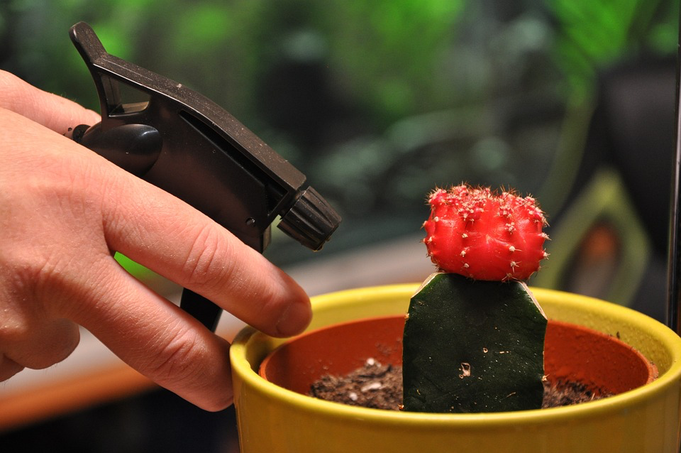 A hand uses a spray bottle to water a small cactus plant in a yellow pot.