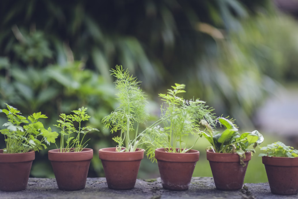 A row of potted herb plants, including dill and parsley, sits neatly on a stone surface.