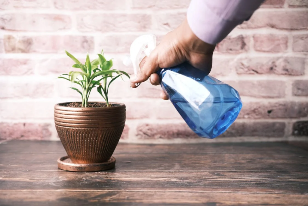 A person using blue spray bottle to mist a small potted plant, demonstrating a gentle method of watering. This technique can be particularly effective when using solutions like Hydrogen Peroxide, which can help prevent fungal growth and promote healthy root development in plants. The rustic brick background and wooden surface add a warm, natural ambiance to the scene.