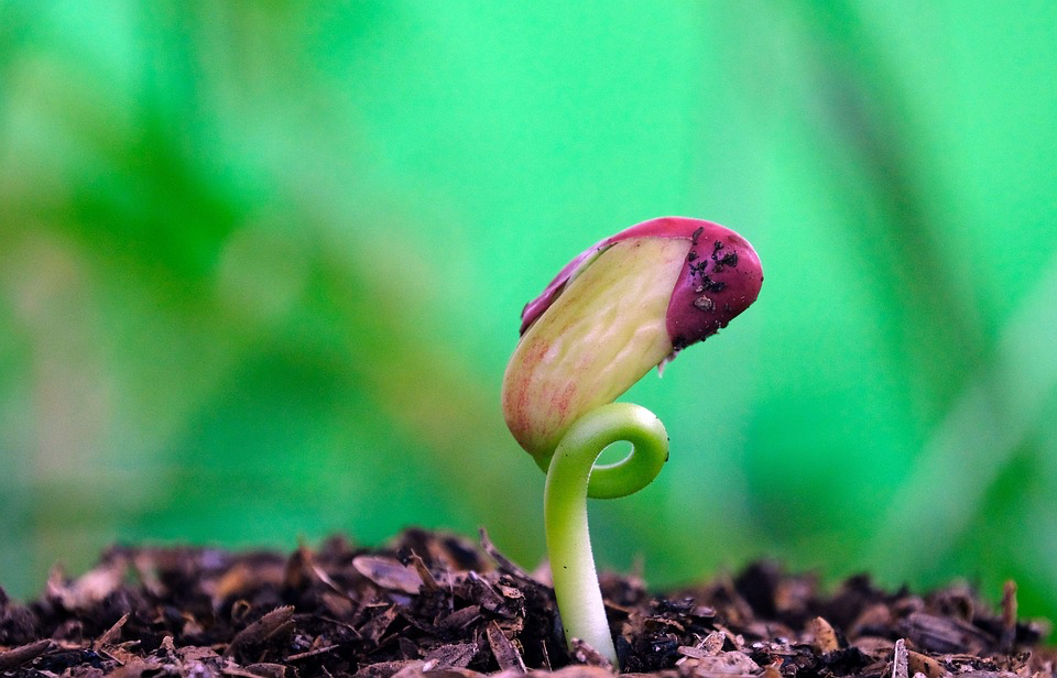 A delicate seedling emerges from the soil, its vibrant green stem curling gracefully as it pushes through the earth. The soft focus of the lush green background highlights the plant's early stages of growth.