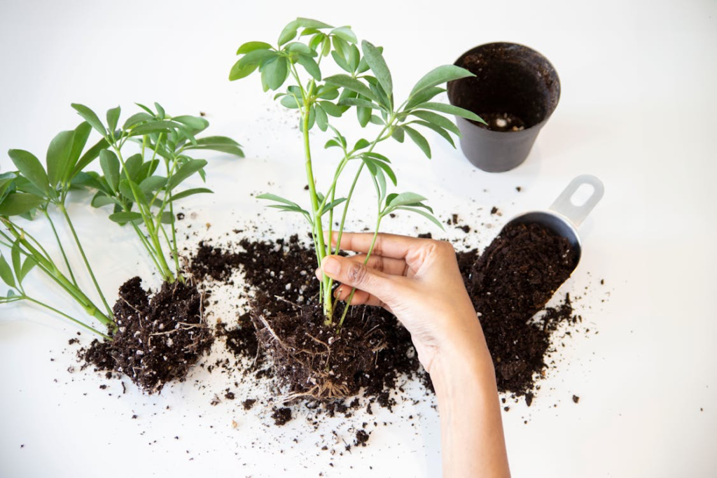 A hand inspects a plant's roots, emphasizing the importance of root health. Hydrogen Peroxide can prevent root rot by killing harmful fungi and promoting healthy growth.