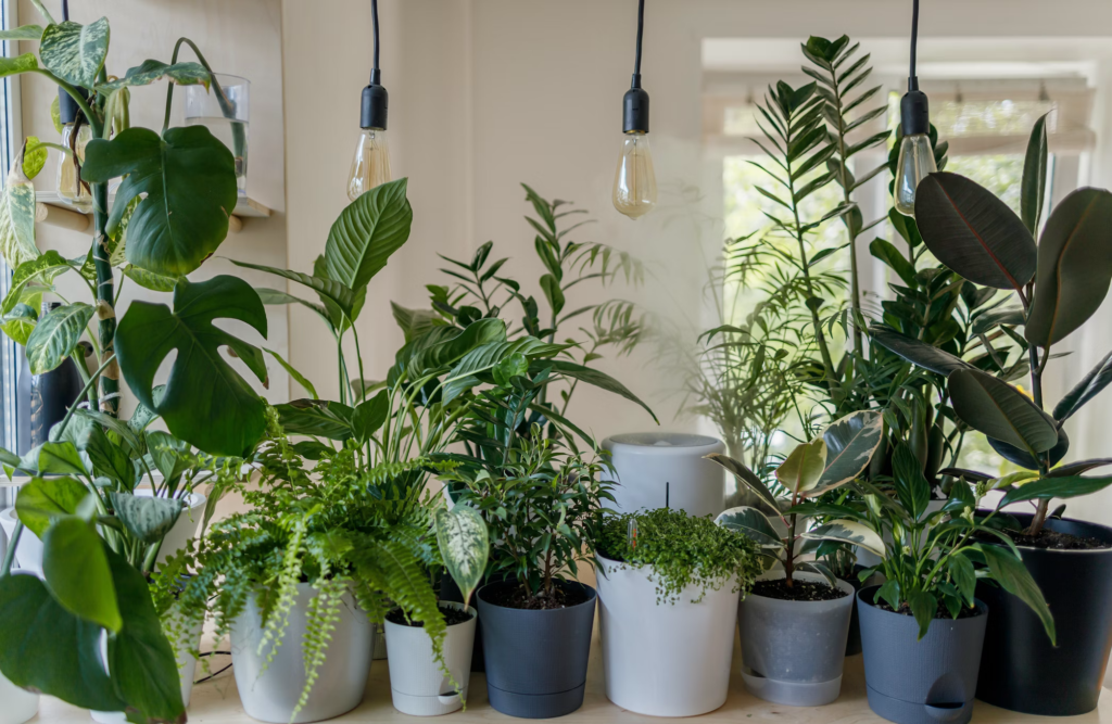 A variety of lush green indoor plants arranged on a table, housed in modern white and gray pots. The scene is illuminated by hanging light bulbs, creating a cozy and vibrant atmosphere. Large windows in the background allow natural light to enhance the natural beauty of the plants.