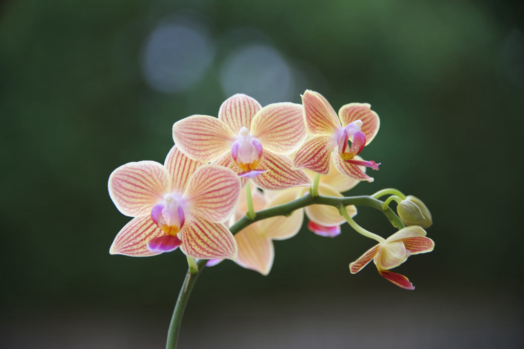 A delicate cluster of orchids showcases their intricate beauty with soft, striped petals in shades of pink and yellow. These elegant flowers thrive with proper care.