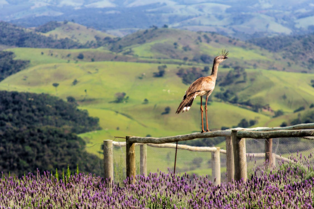 Cariama Perched on Wooden Fence