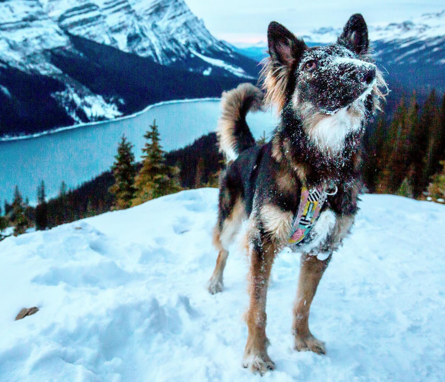 Brodie’s story is a testament to resilience, love, and the power of accepting imperfections.