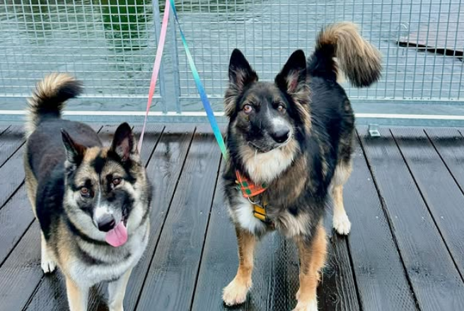 Brodie adapted quickly to his new home