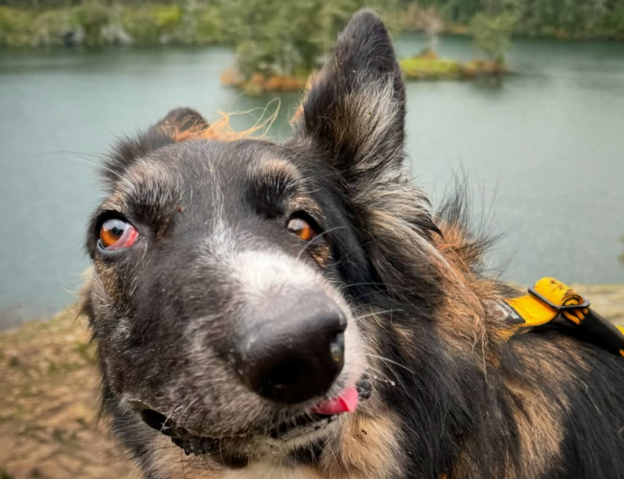 therapy dog brodie has inspired many people