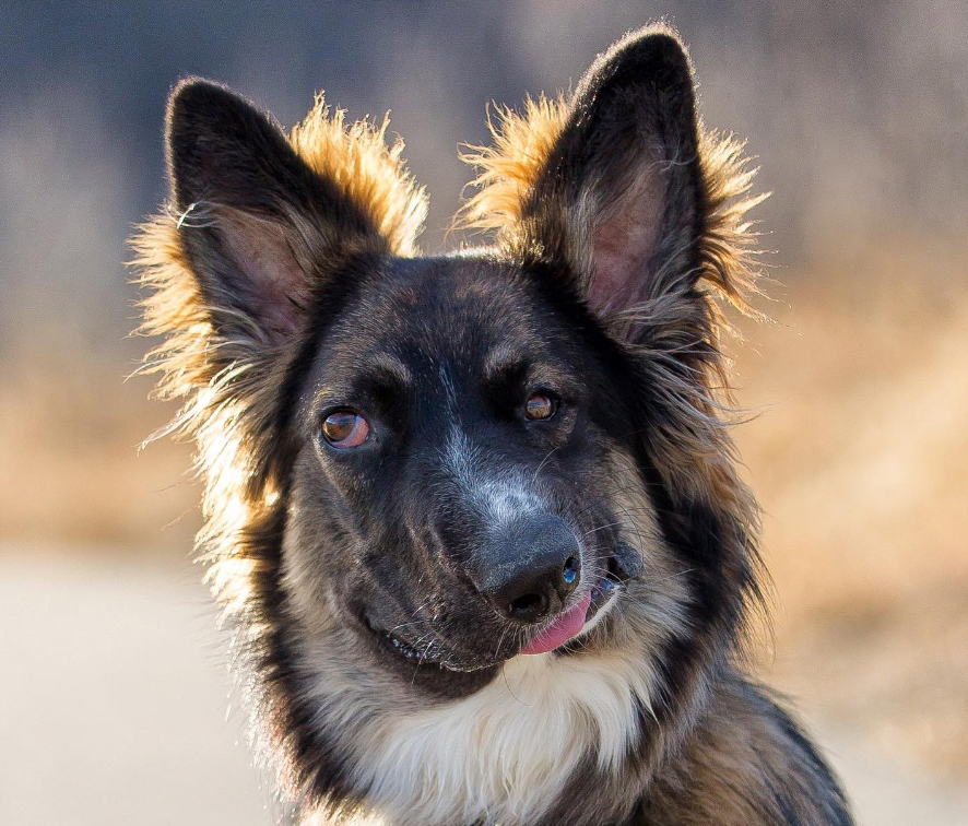 Therapy dog Brodie adapted quickly to his new home. 
