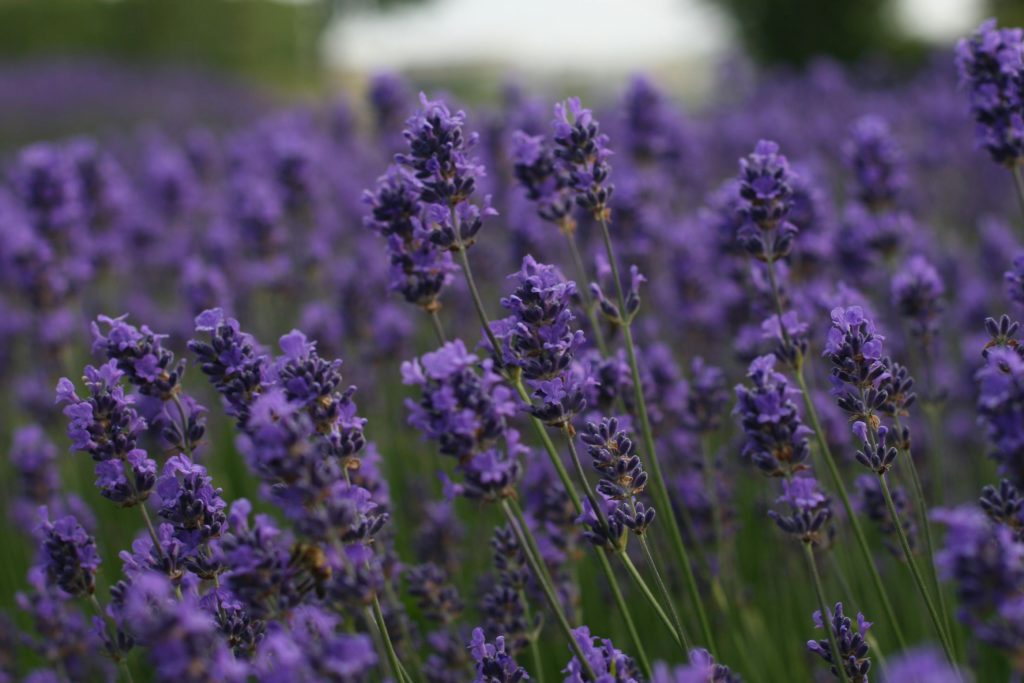 lavender