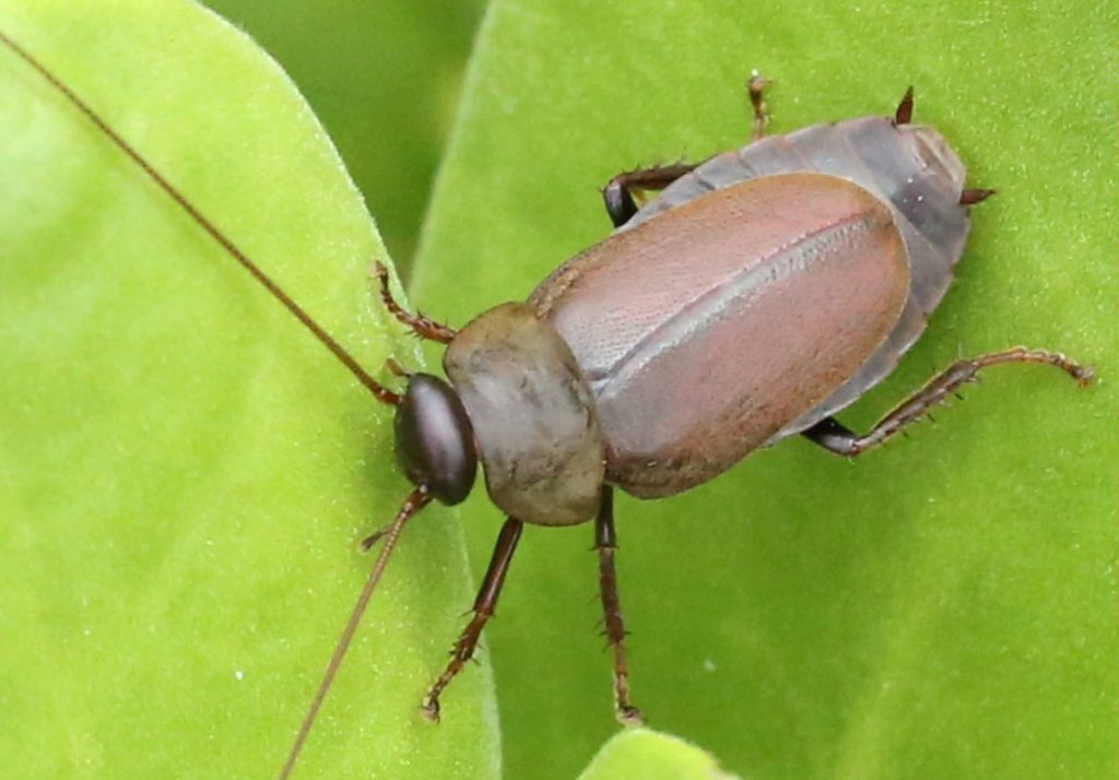 unusual food cockroach milk