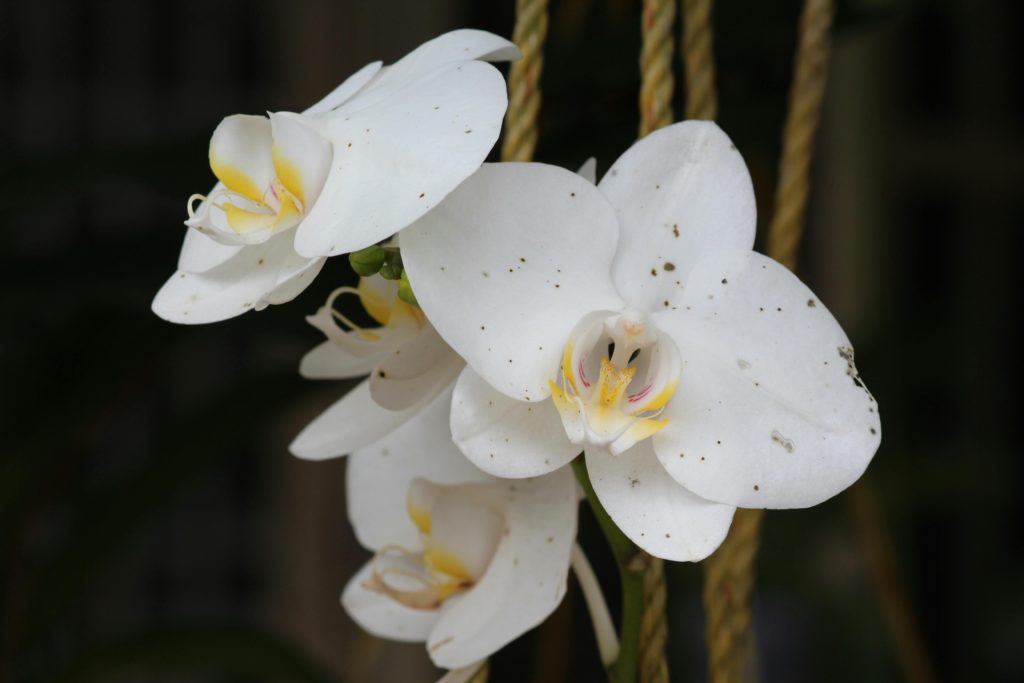 orchids