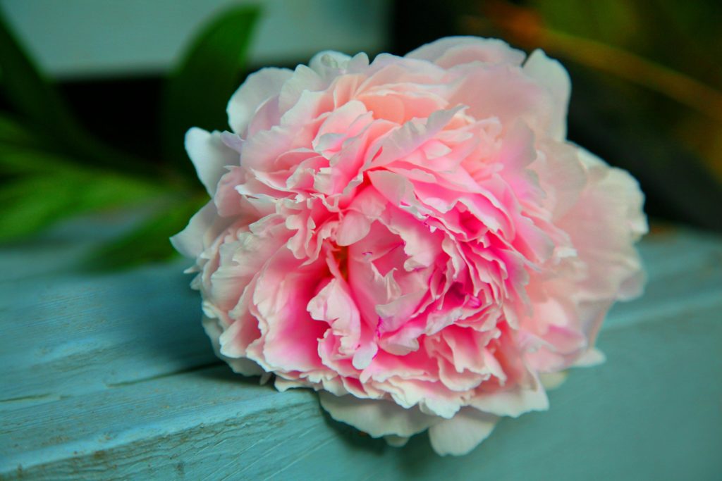 peonies