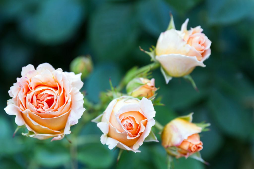 roses