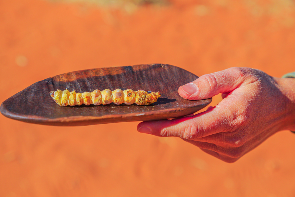 Hand of woman holds on a bush tucker food with a Witchetty grubs grilled, a wood-eating larvae that feeds on roots of witchetty bush in Northern Territory. Food of Aboriginal Australians diets.