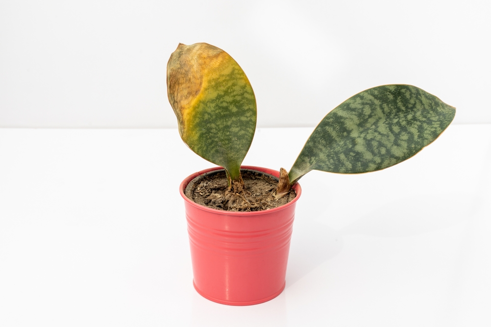 Sansevieria masoniana whale fin snake plant dry leaf isolated on white background