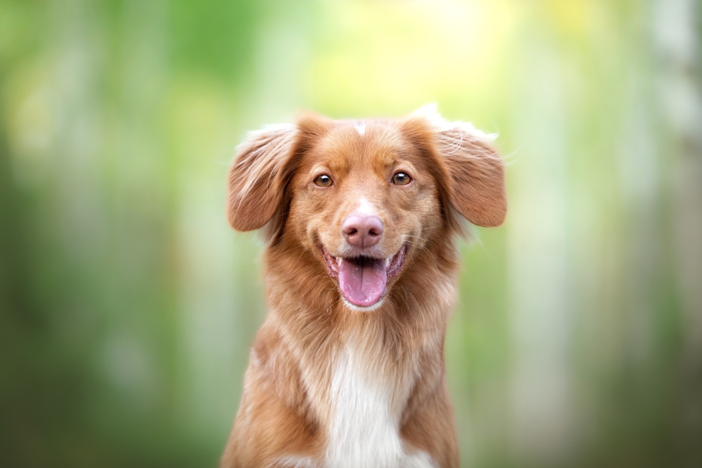 Portrait of smiling and looking happy Nova Scotia duck tolling retriever dog