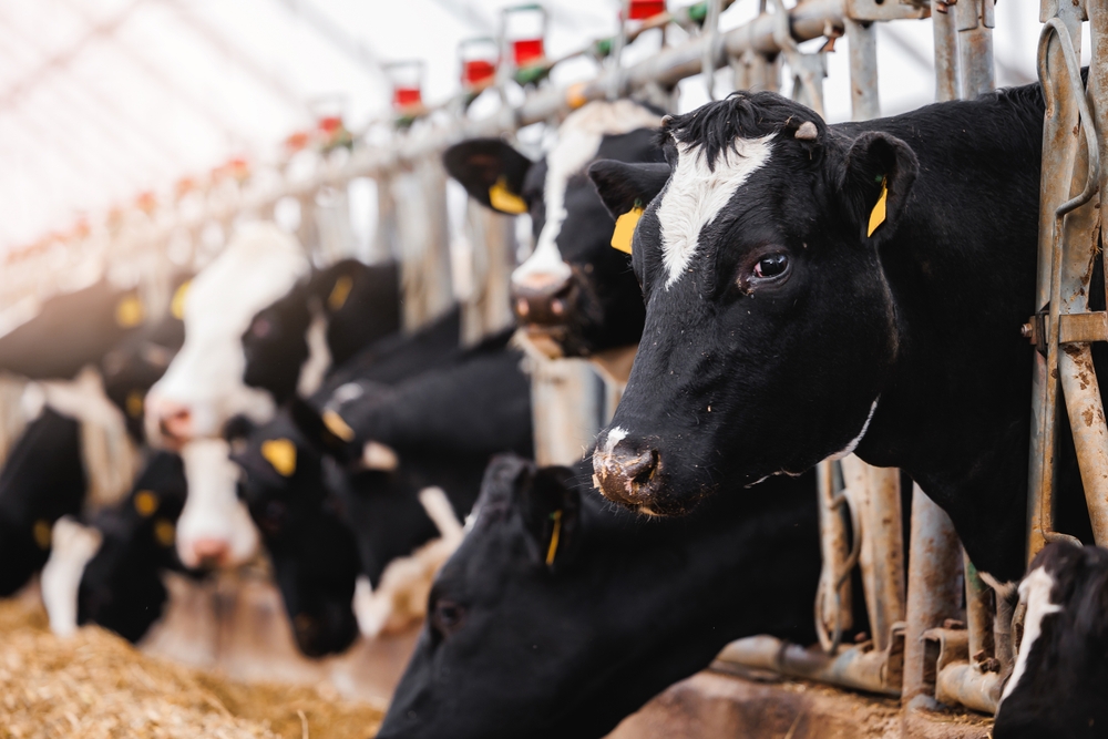 Portrait Holstein Cows in modern farm livestock animal with sunlight. Concept agriculture industry of cattle in barn.