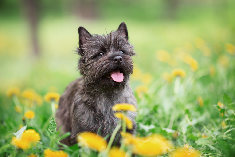 Cairn Terrier Sitting in Flowers
