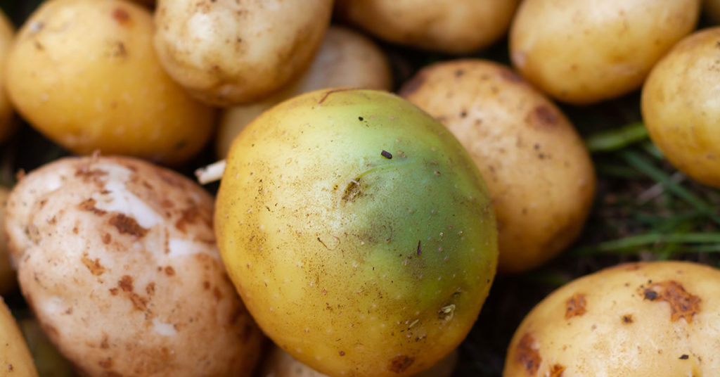 Is It Safe To Eat Green Potatoes? - Featured image