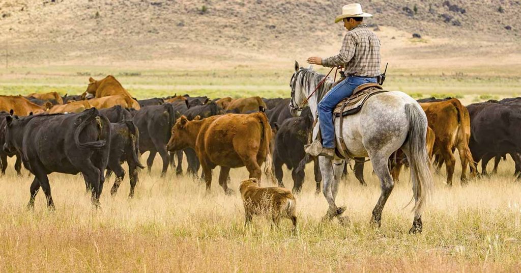 Hero Dog Saves Missing Arizona Toddler After Harrowing Night in Desert - Featured image