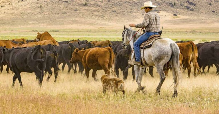 Hero Dog Saves Missing Arizona Toddler After Harrowing Night in Desert - Featured image