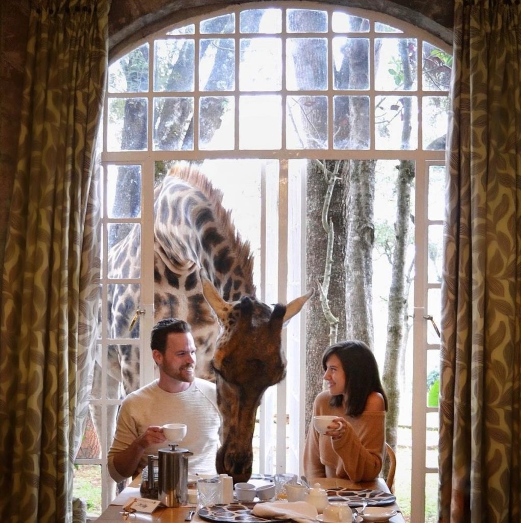 Giraffes eating