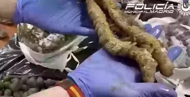 The illegal sea cucumbers discovered