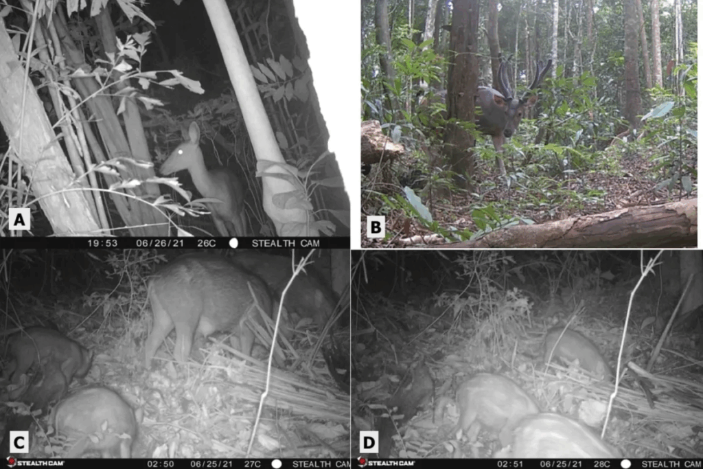 Images of wild animals taken from the trail camers in Thailands forests.
