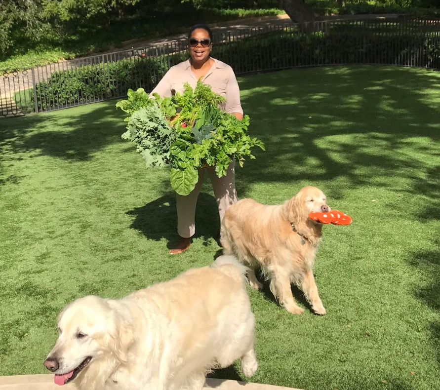 Oprah Winfrey’s reported decision to leave $30 million for her dogs is a deeply personal choice