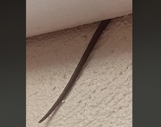 European Legless Lizard / Sheltopusik tail
