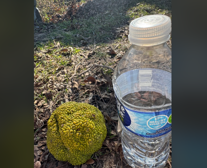 I Found This Thing Walking Along a Trail. WTF is This?? I was Scared to Touch it. Water Bottle for Reference.