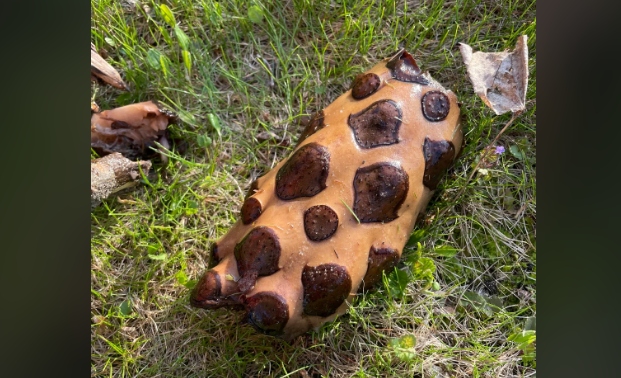 a rotting water lily rhizome, often mistaken for a lotus root