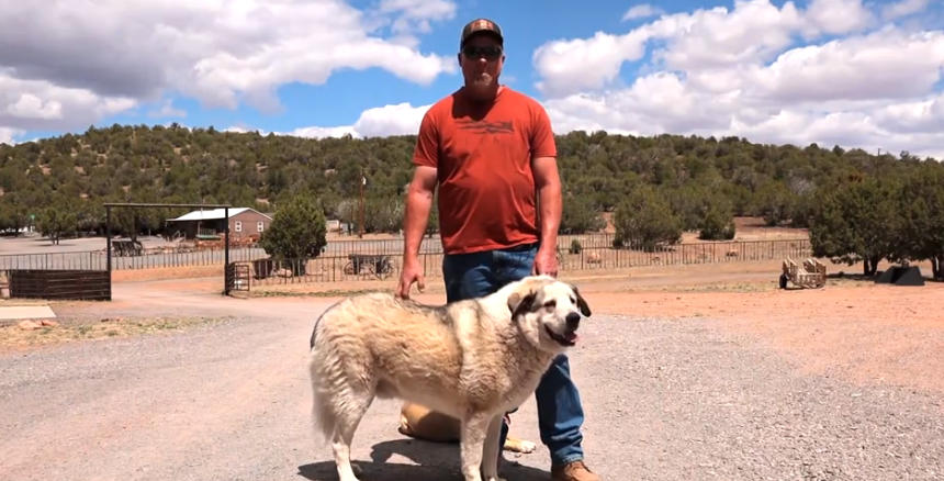 Buford the Ranch Dog Becomes an Unexpected Hero