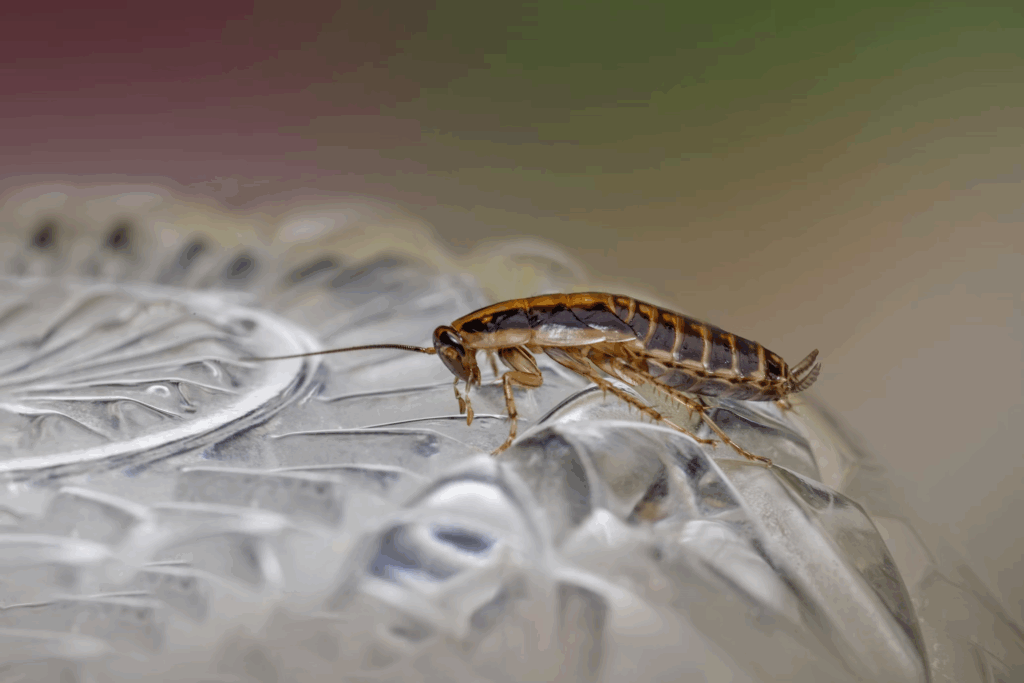 Close-up photograph of a cockroach on a surface. The brown insect is clearly visible with its distinctive segmented body and antennae. The image represents the unsanitary living conditions described in the case, where investigators reported roaches throughout the family's home along with other concerning environmental factors.